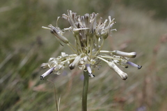 Drimia sphaerocephala