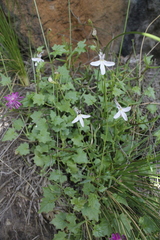 Lobelia vanreenensis