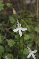 Lobelia vanreenensis