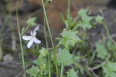 Lobelia vanreenensis