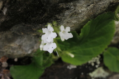 Streptocarpus pusillus