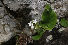 Streptocarpus pusillus