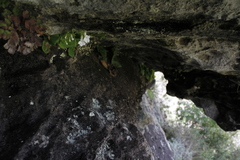 Streptocarpus pusillus