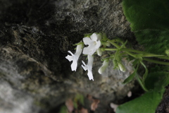 Streptocarpus pusillus