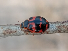 Harmonia octomaculata