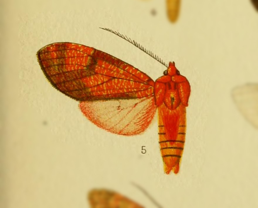 Elysius conjunctus