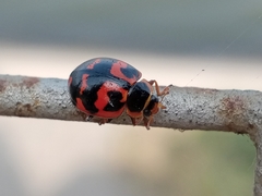 Harmonia octomaculata