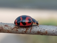 Harmonia octomaculata