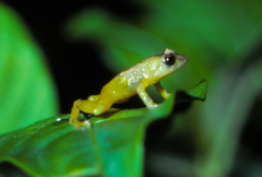 Diasporus