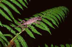 Anolis tropidolepis