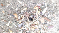 Acromyrmex
