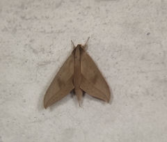 Xylophanes anubus