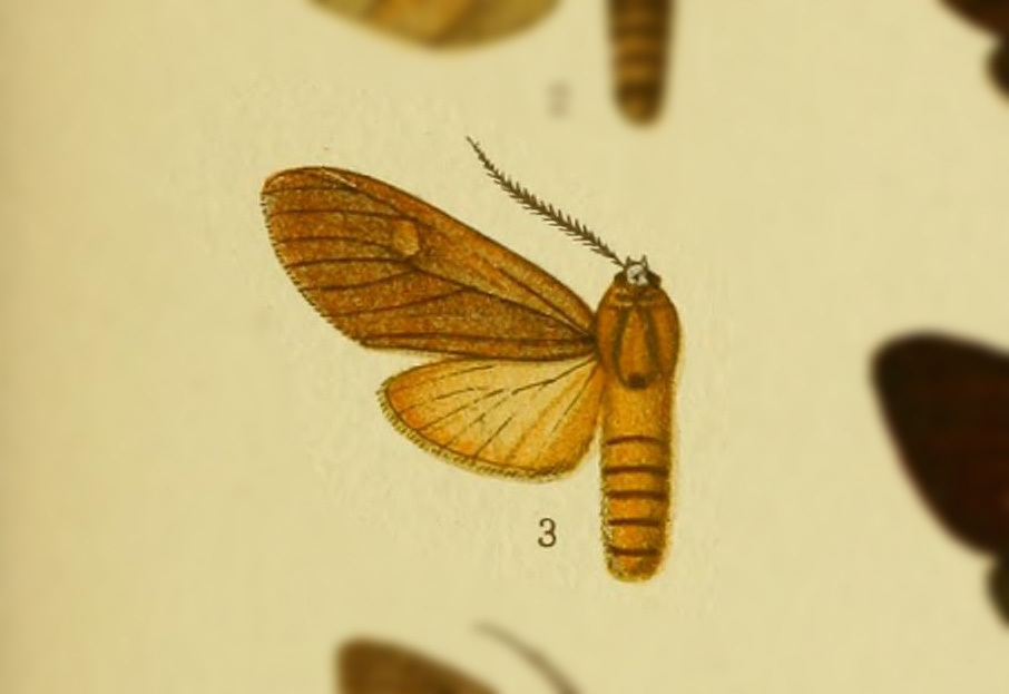 Elysius intensus