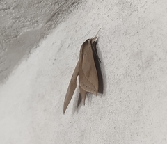 Xylophanes anubus