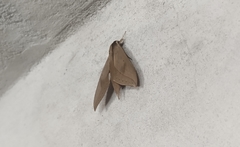Xylophanes anubus