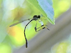 Leptopteromyia americana