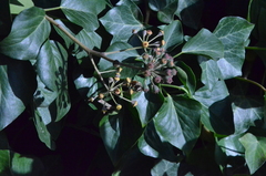 Hedera helix