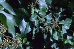 Hedera helix