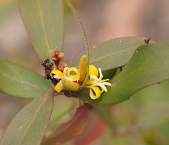 Persoonia confertiflora