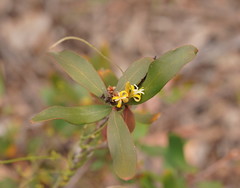 Persoonia confertiflora