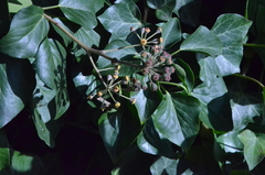 Hedera helix