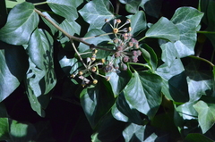 Hedera helix