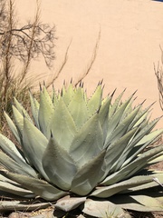 Agave parryi