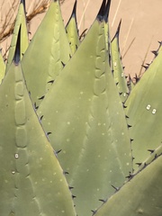 Agave parryi