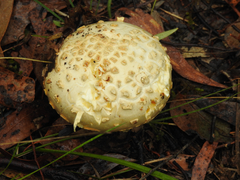 Amanita ochrophylloides