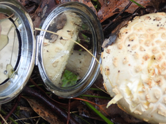 Amanita ochrophylloides