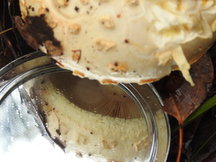 Amanita ochrophylloides