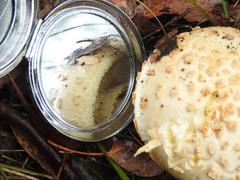 Amanita ochrophylloides
