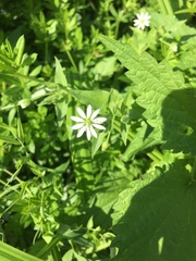 Stellaria aquatica