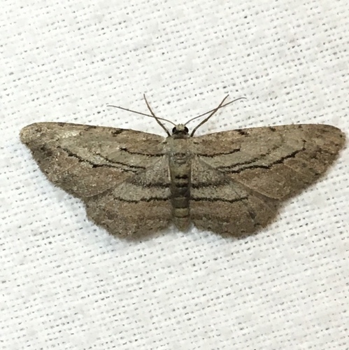 Glena plumosaria (Packard, 1874)