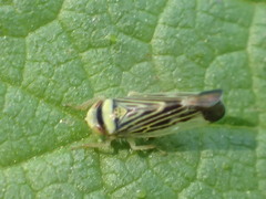 Colladonus mendicus