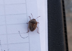 Stagonomus bipunctatus bipunctatus