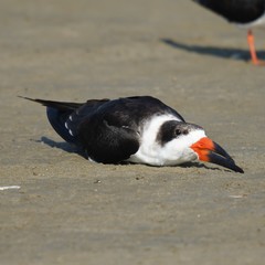 Black Skimmer photo 4