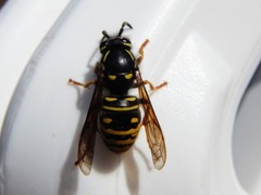 Vespula acadica