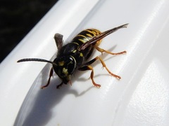 Vespula acadica
