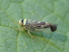 Colladonus mendicus
