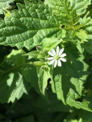Stellaria aquatica