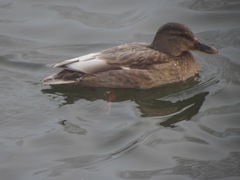 Anas platyrhynchos