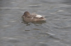 Anas platyrhynchos
