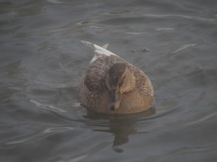Anas platyrhynchos
