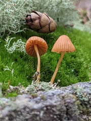 Galerina calyptrata