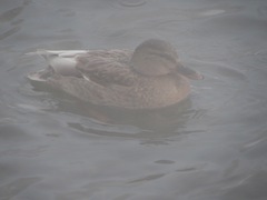 Anas platyrhynchos
