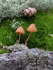 Galerina calyptrata