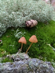 Galerina calyptrata