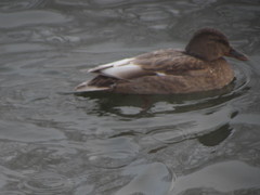 Anas platyrhynchos