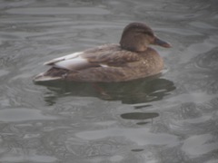 Anas platyrhynchos